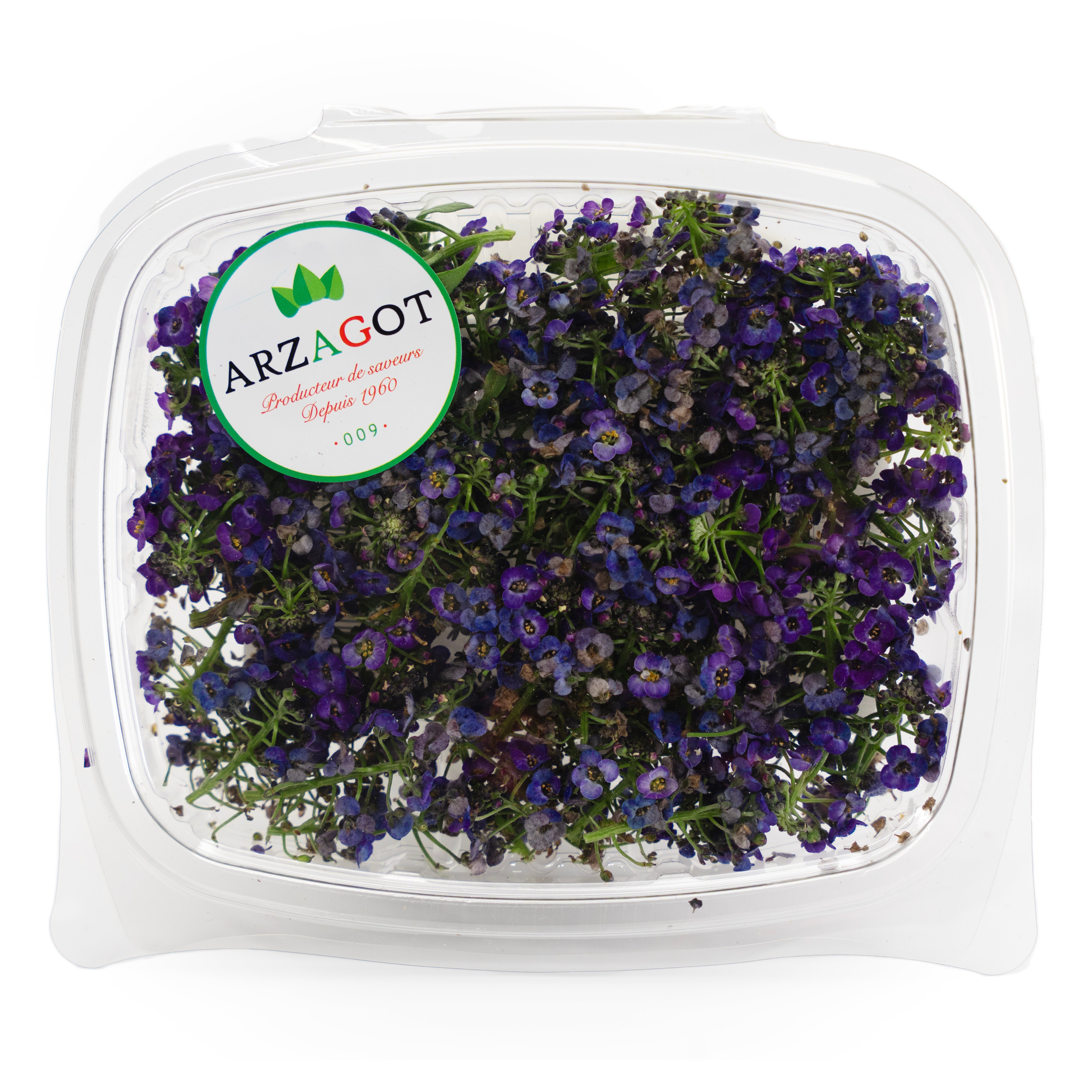 Blomma Strandkrasse Lila