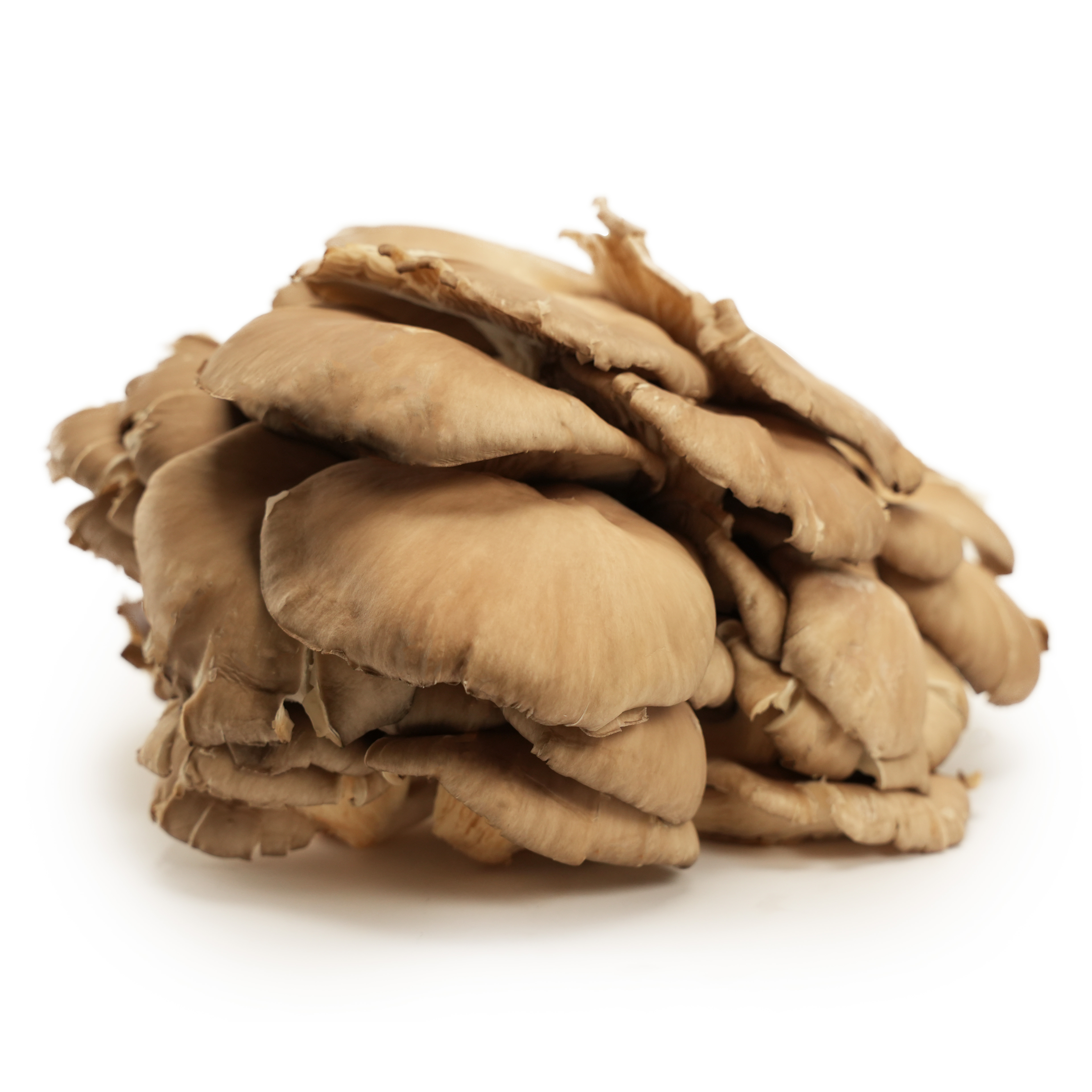 Svamp Ostronskivling