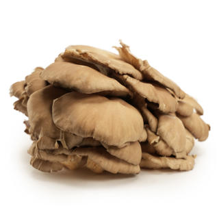 Svamp Ostronskivling