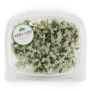 Blomma Strandkrasse Vit