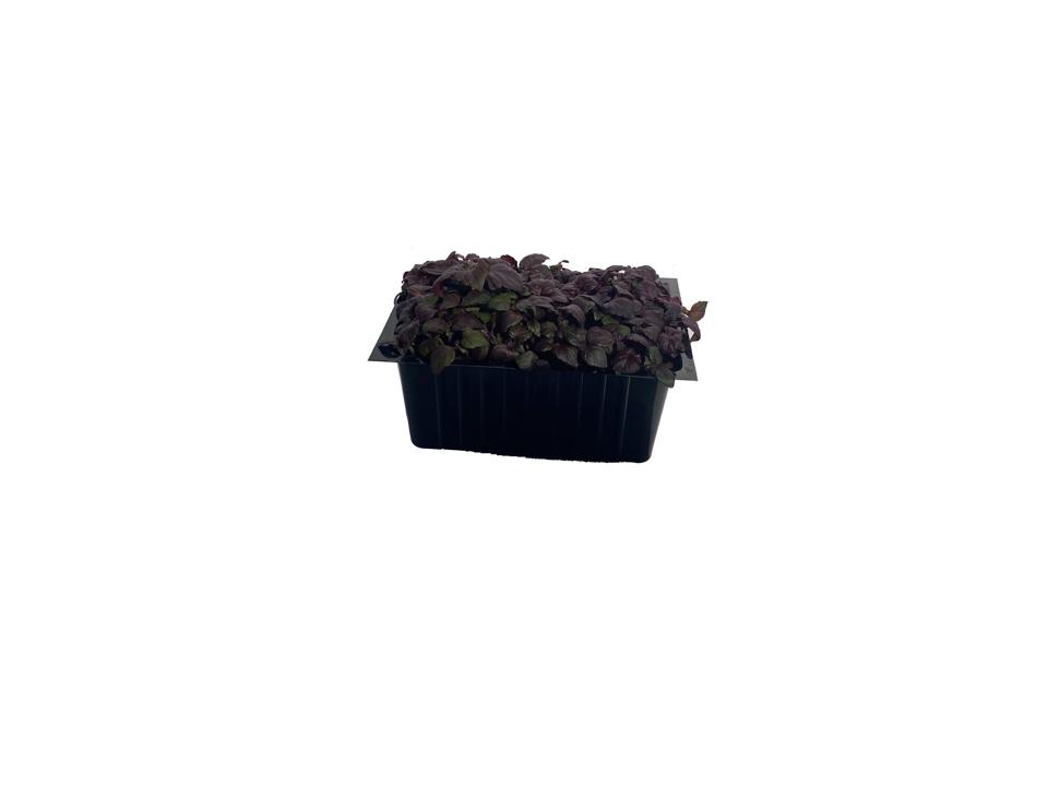 Krasse Shiso Lila Sverige