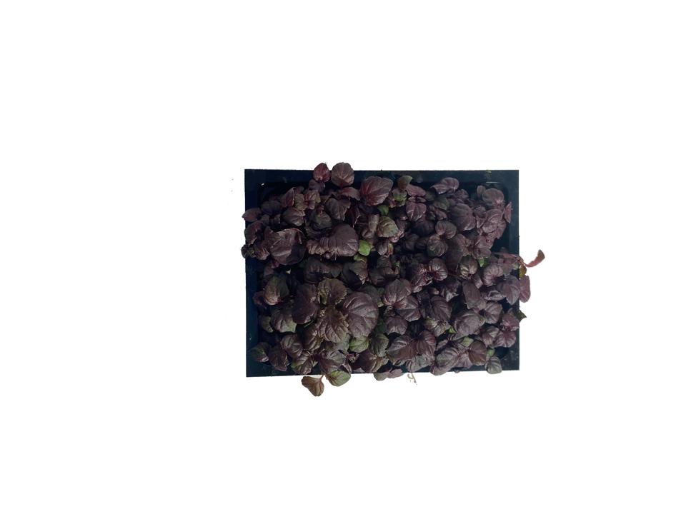 Krasse Shiso Lila Sverige