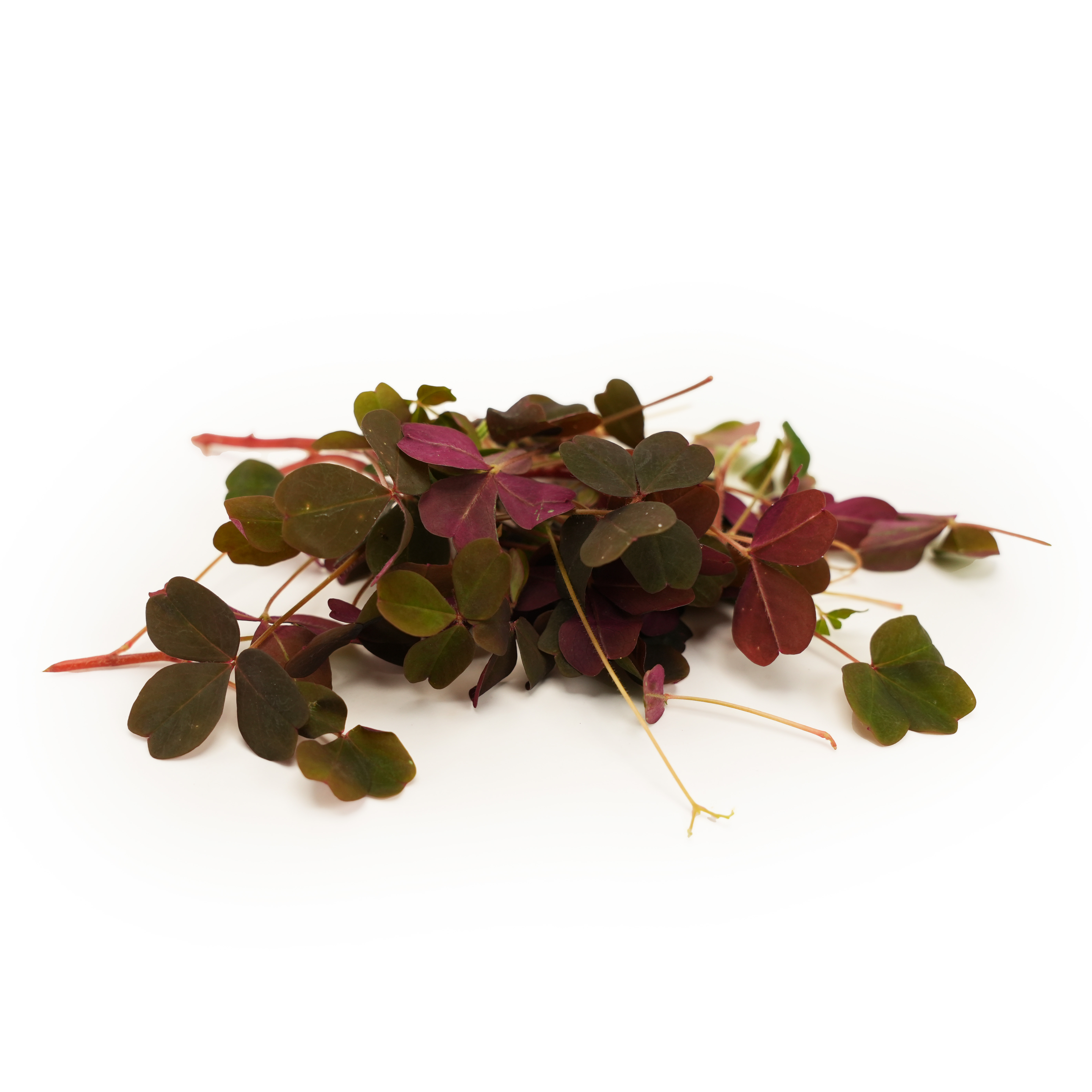 Oxalis Röd Små Sverige