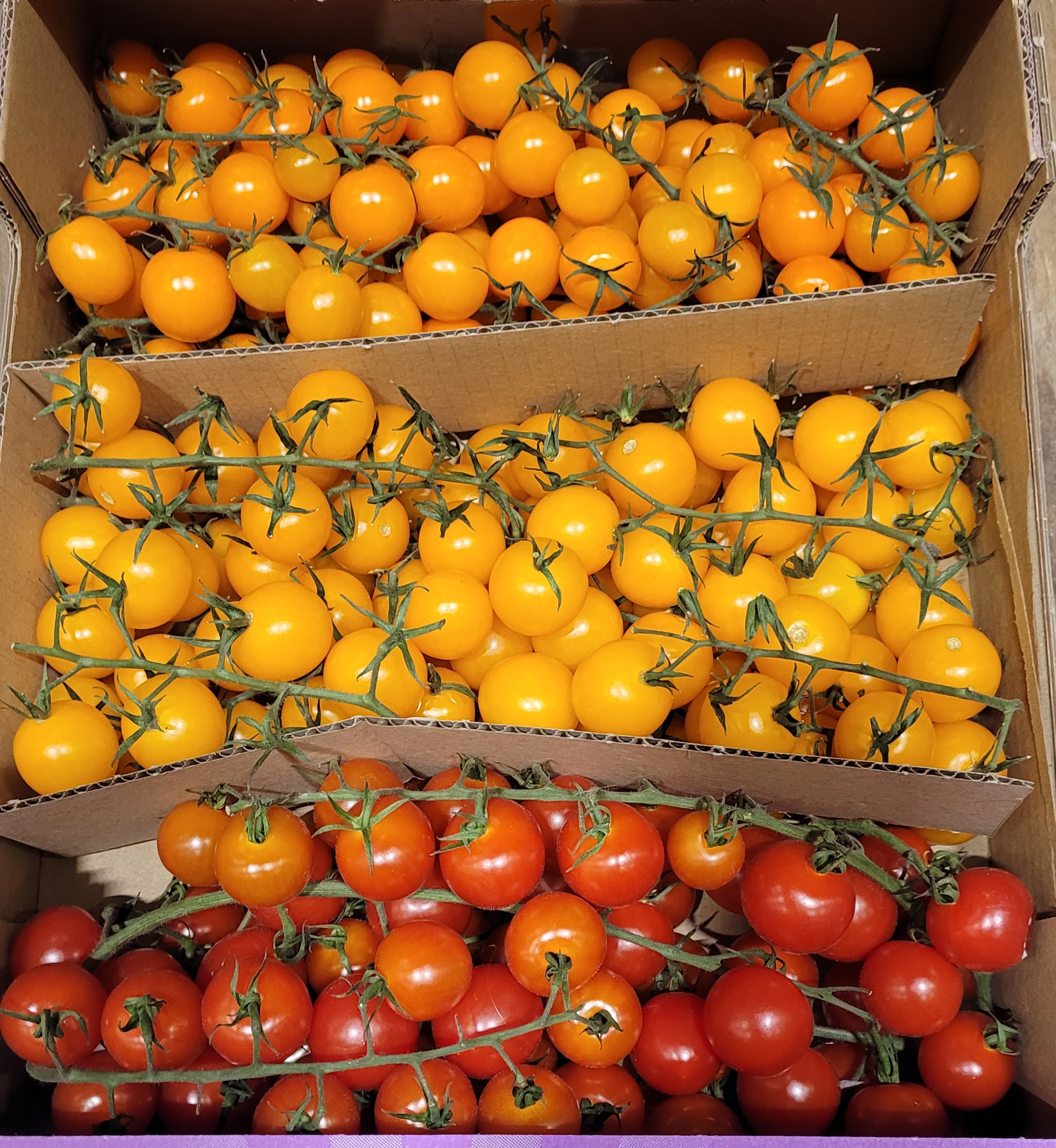 Tomat körsbär kvist mix IT