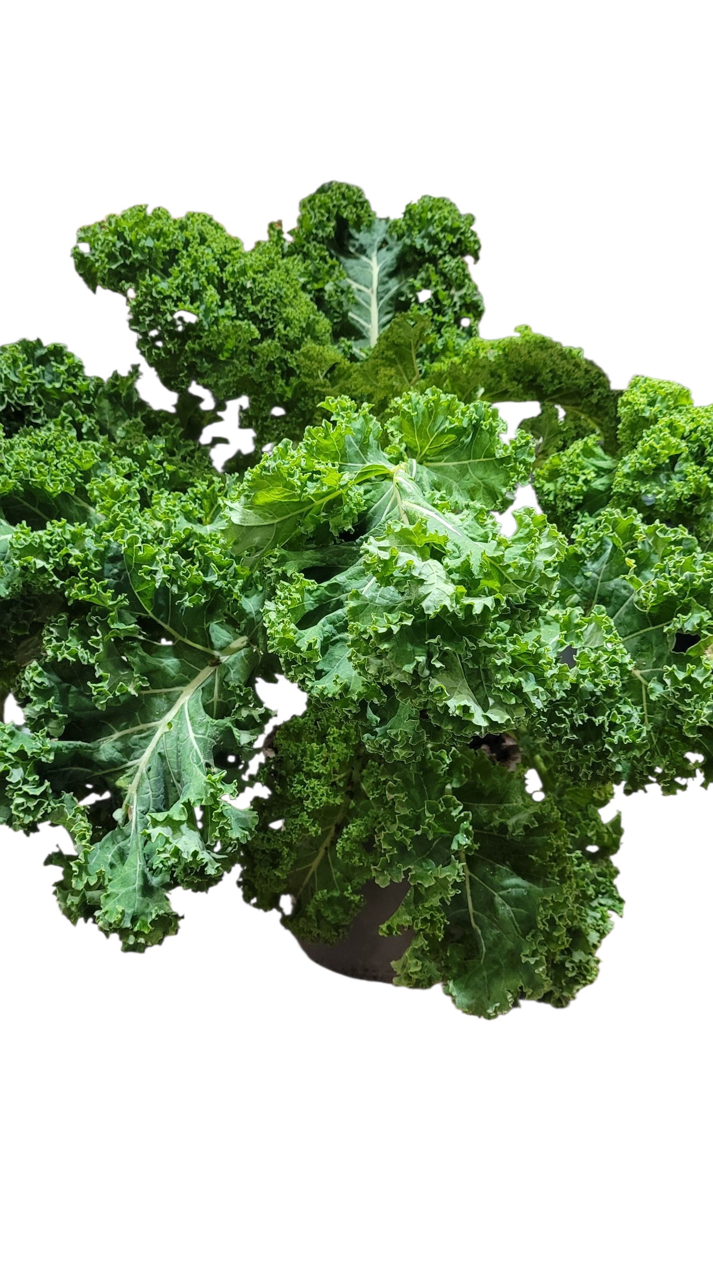 Grönkål i Kruka Stor