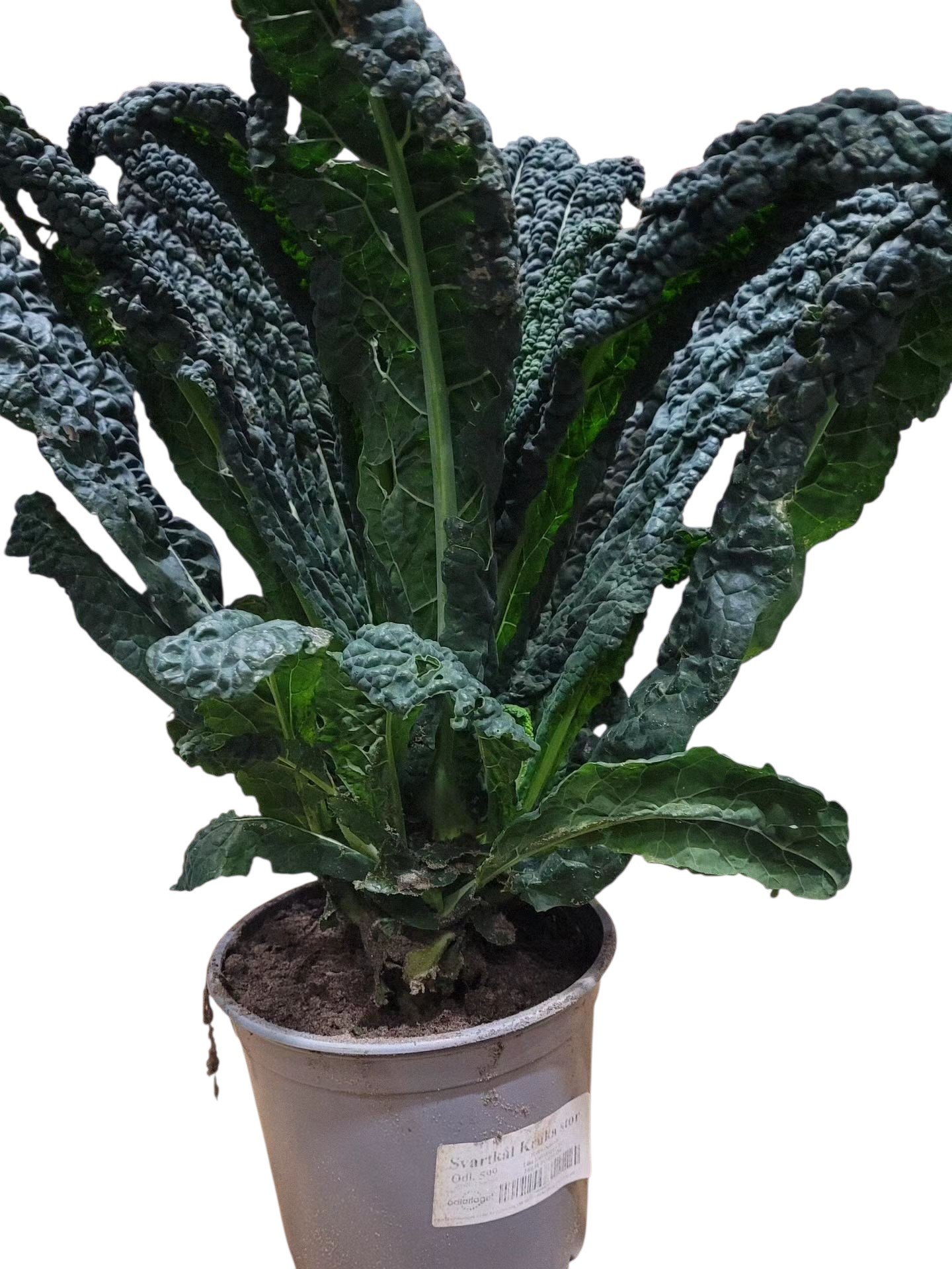 Svartkål Kruka Stor
