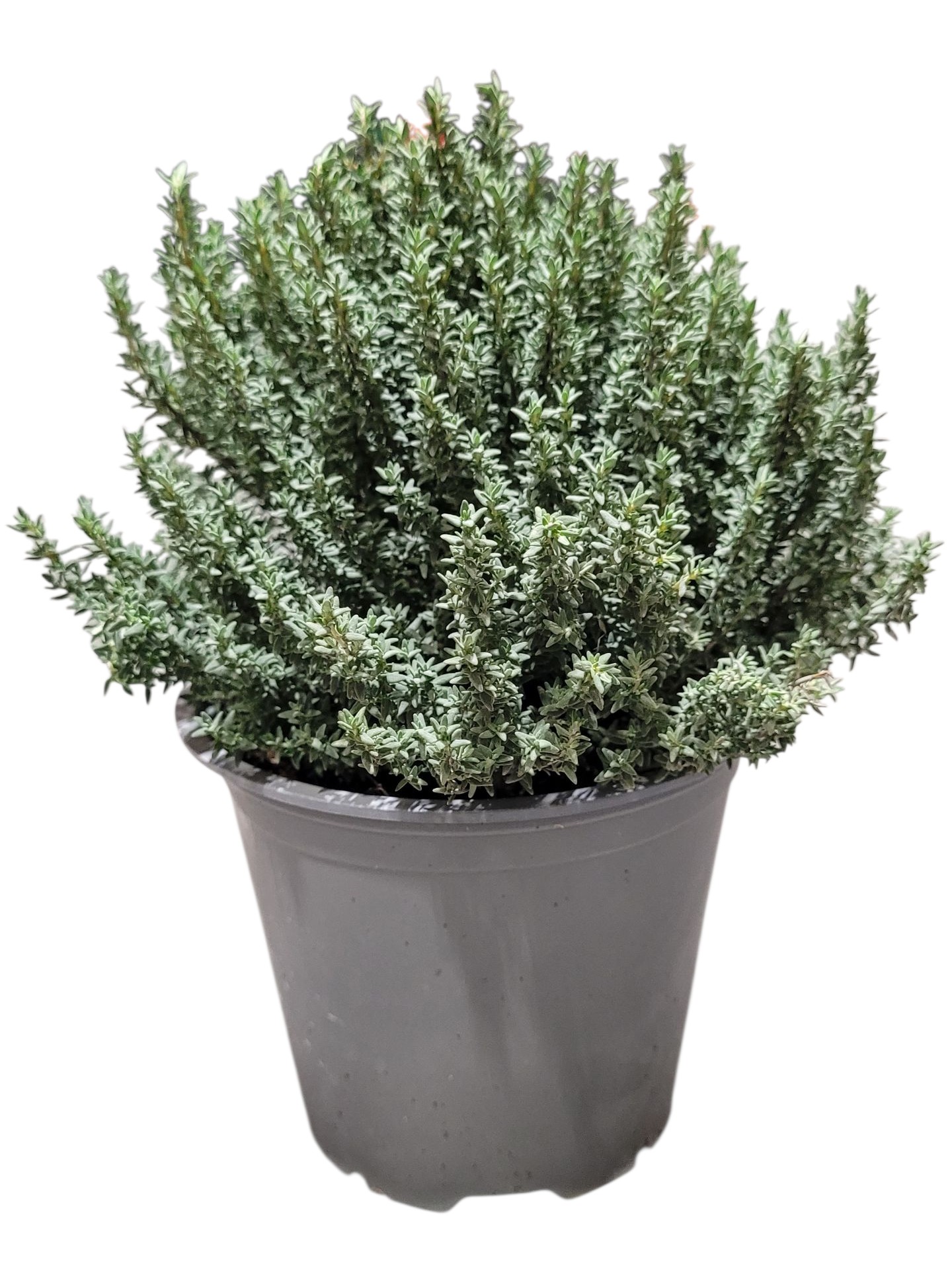 Timjan i Kruka Stor Italien