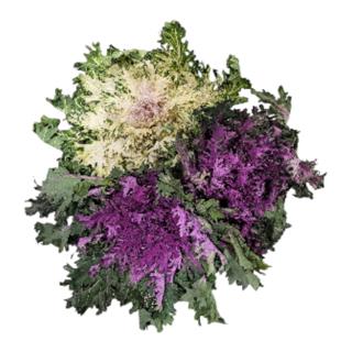 Garneringskål Sverige