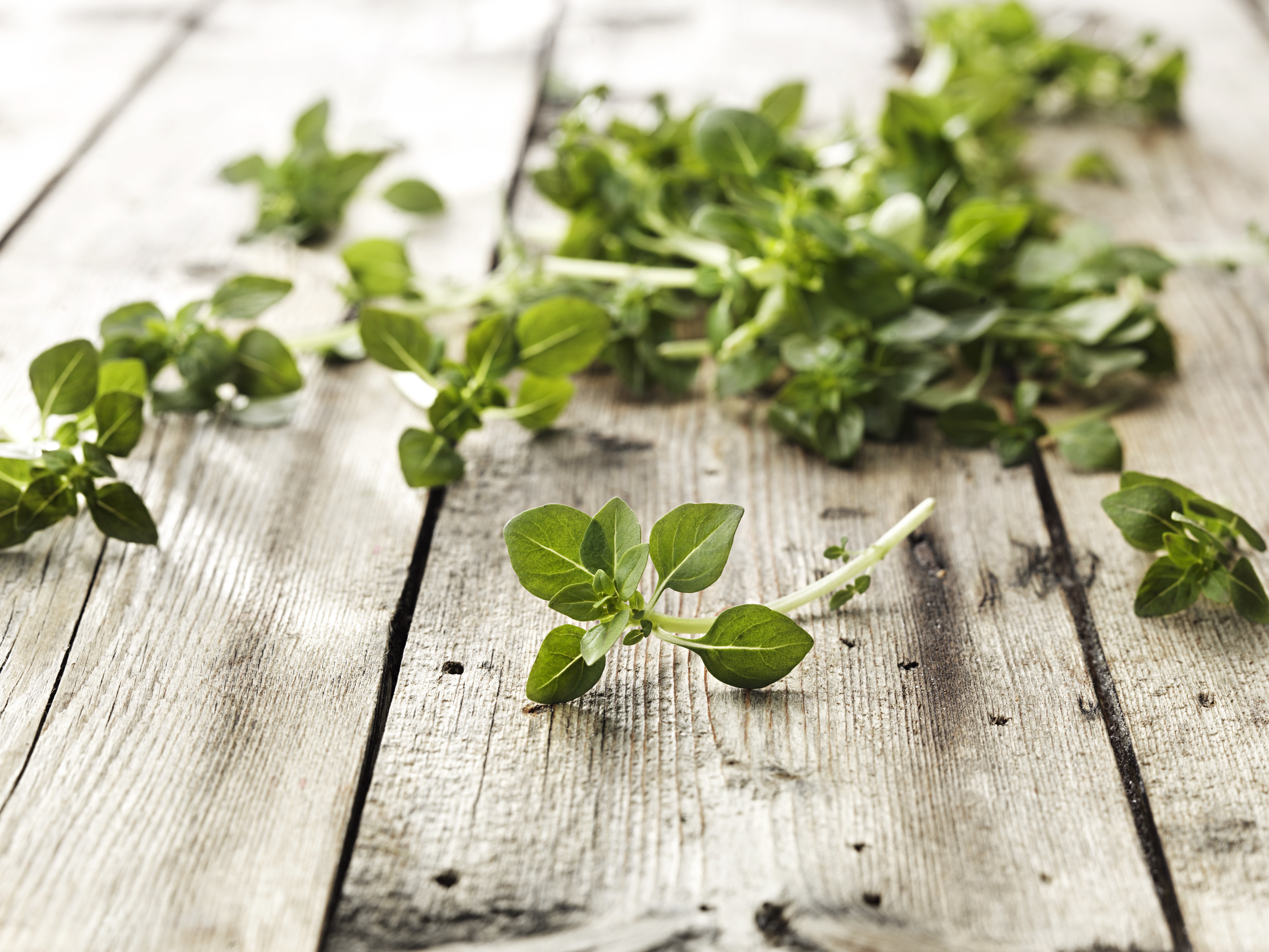 Basilika Småbladig i Tråg Danmark