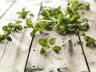 Basilika Småbladig i Tråg Danmark