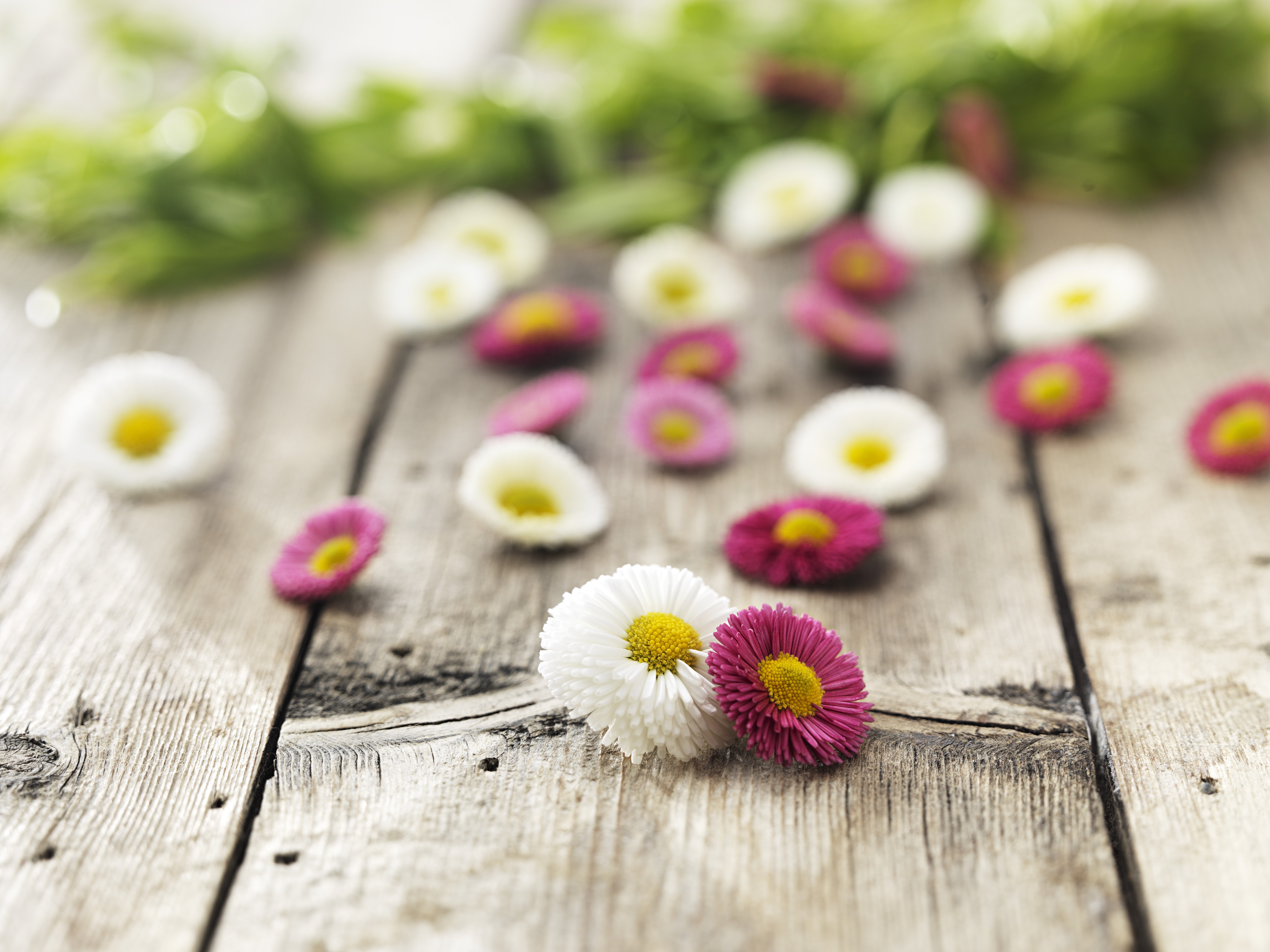 Blomma Tusensköna 20st