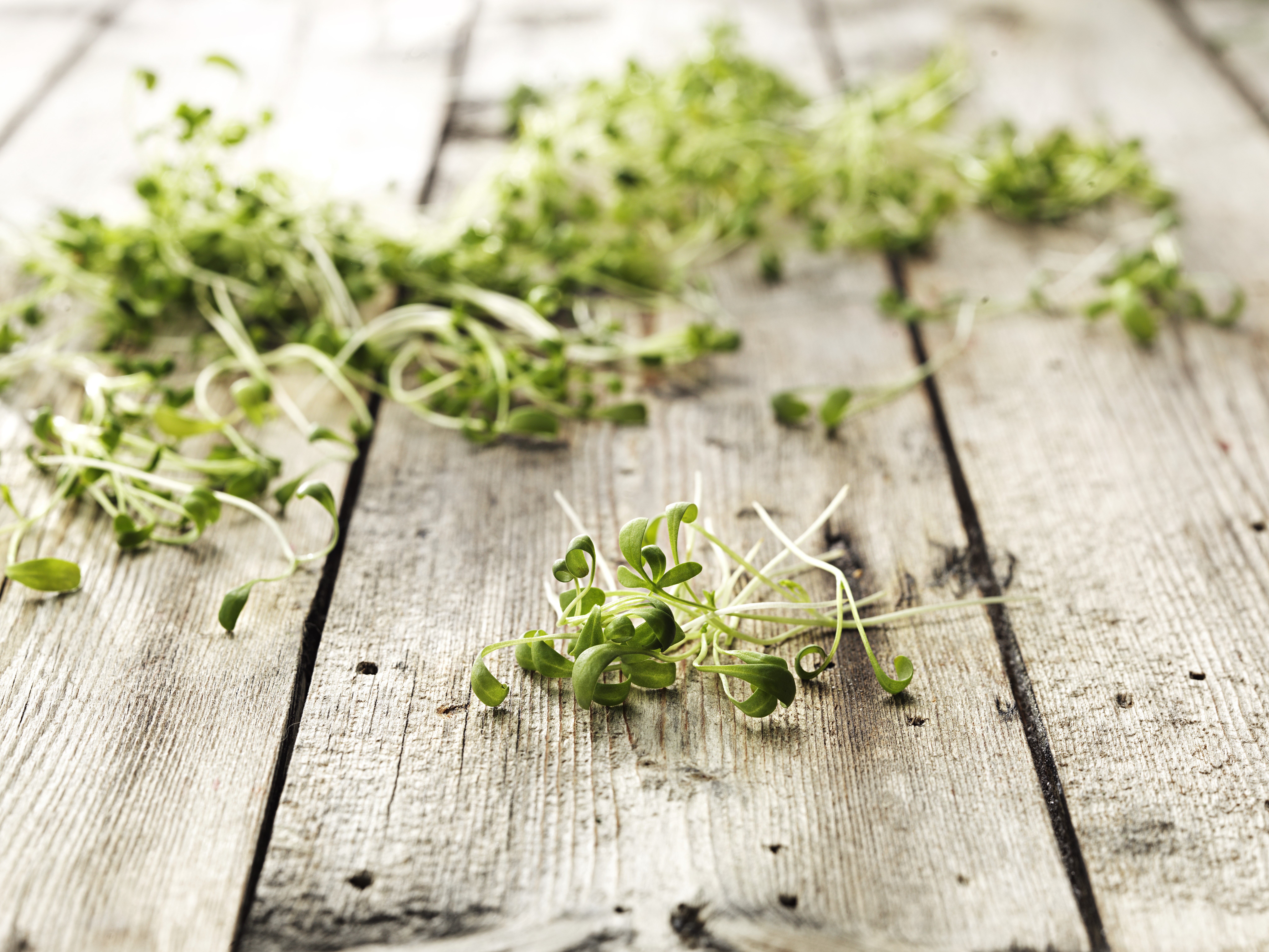 Krasse Småbladig i Tråg