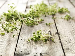 Krasse Småbladig i Tråg