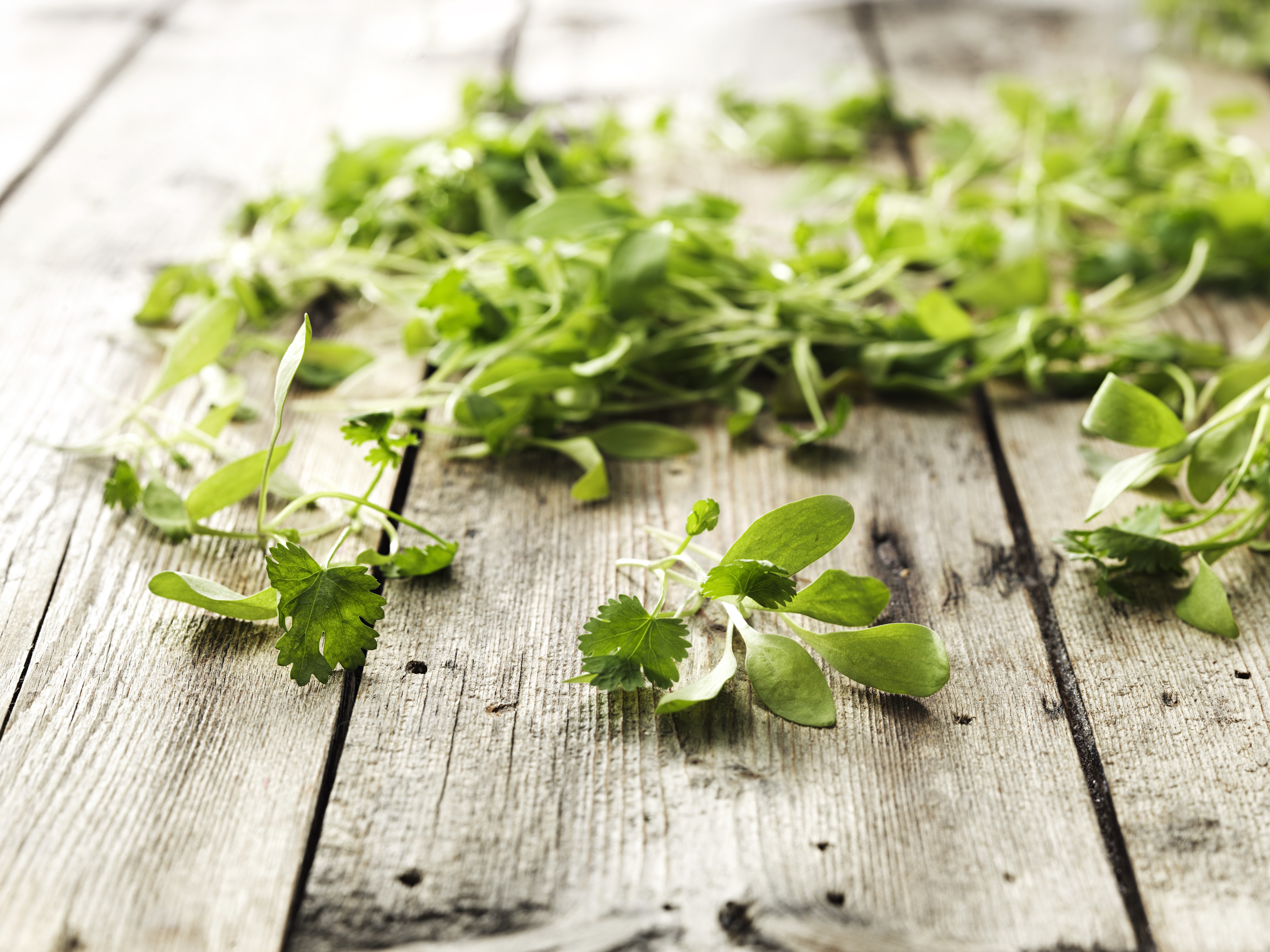 Koriander Småbladig i Tråg