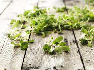 Koriander Småbladig i Tråg