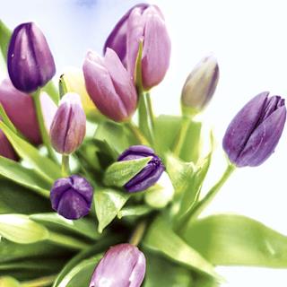 Servett 3-lag 33x33cm spring tulips