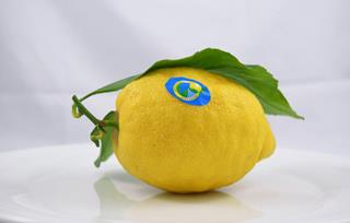 Citron med blad Primofiori/vernas ES/ZA/ARG Klass
1