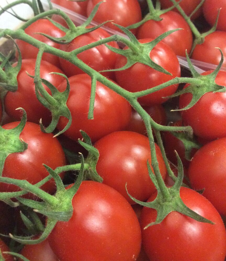 Tomat Piccadilly Klass 1 Italien