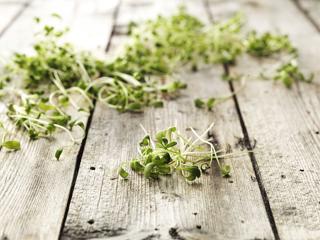 Krasse Småbladig i Tråg