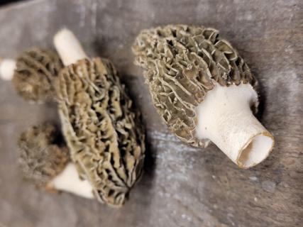 Svamp Toppmurkla Stor