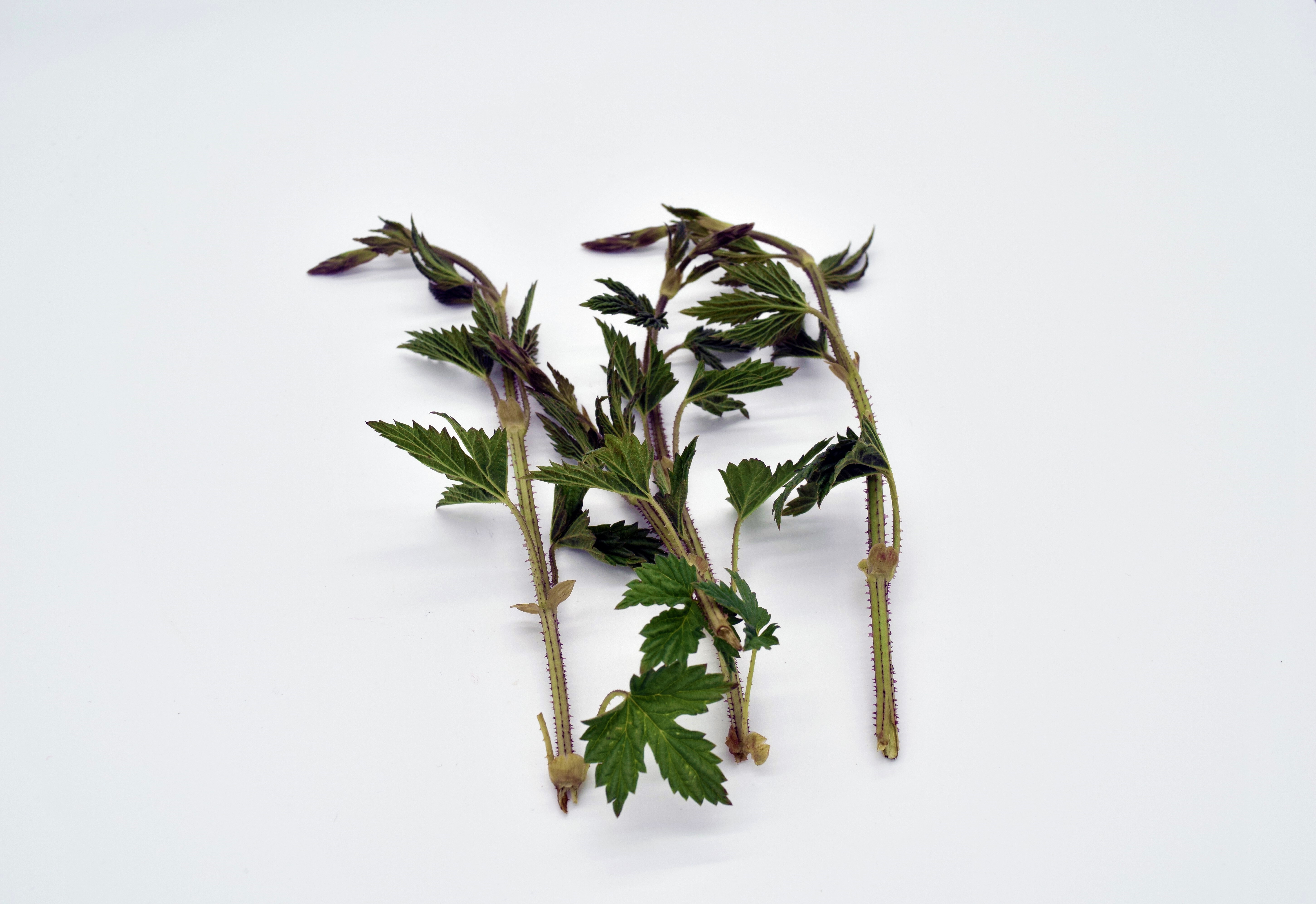 Humle EKO KRAV SE