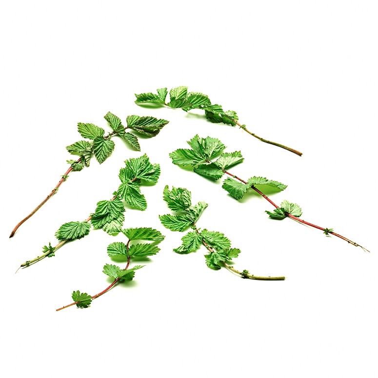 Älgört blad EKO KRAV SE