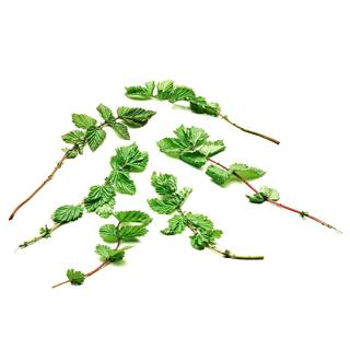 Älgört blad EKO KRAV SE