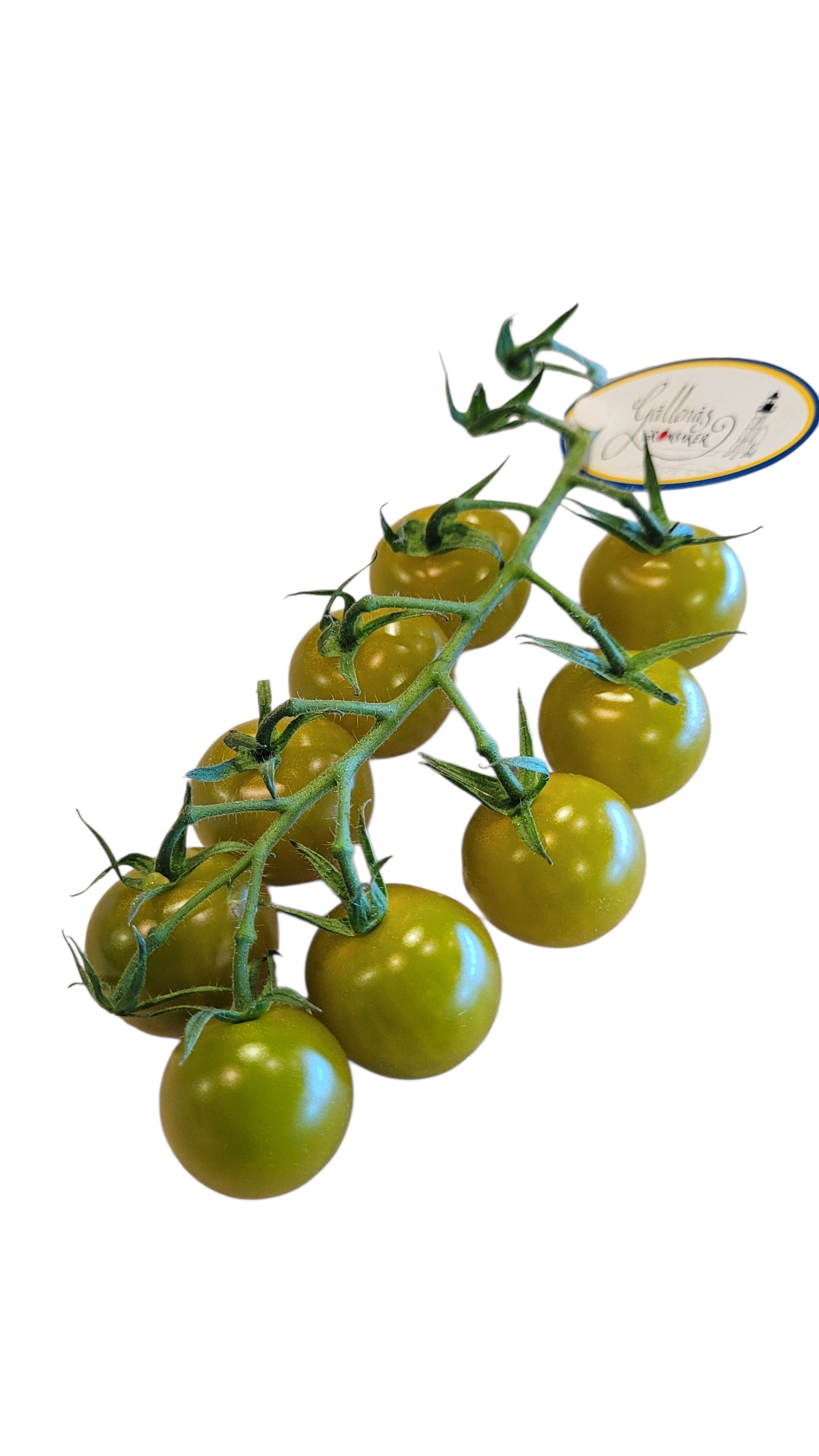 Körsbärstomat Oliv Gällenäs