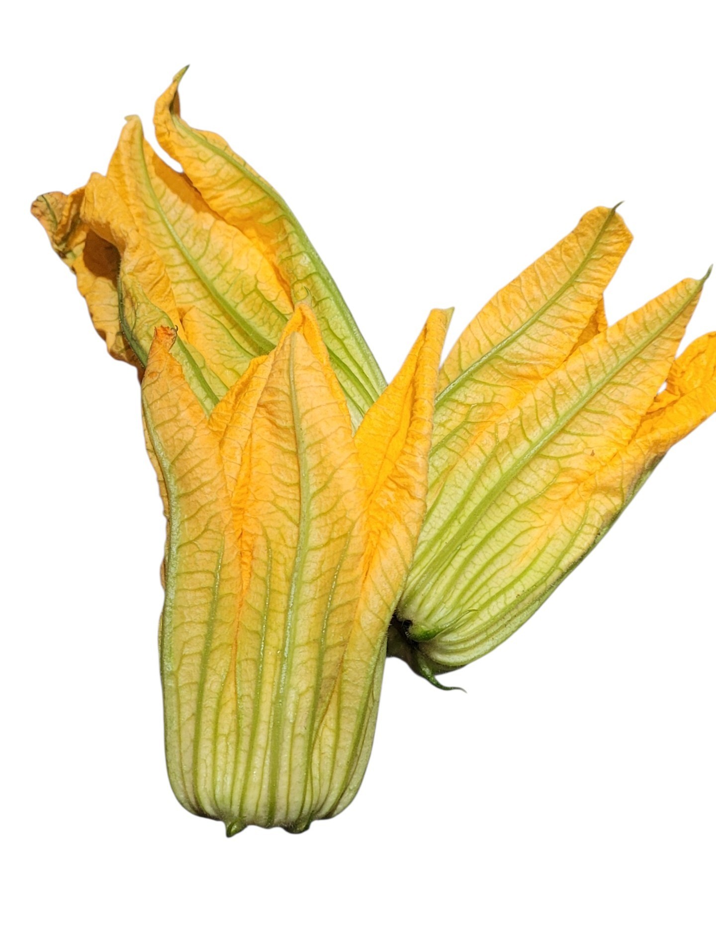 Blomma Zucchini