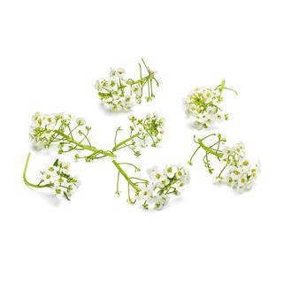 Blomma Strandkrasse Vit