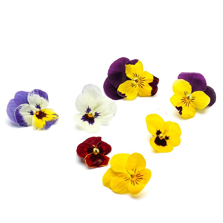 Blomma Pensé Ätlig 40st