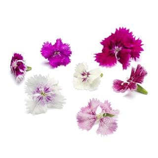Blomma Nejlika Ätlig