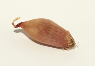 Schalottenlök Klass 1