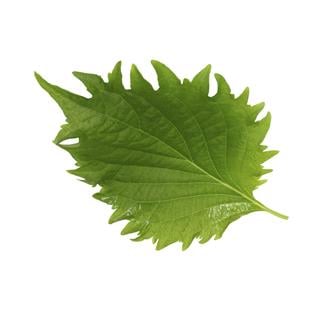 Shisoblad grön