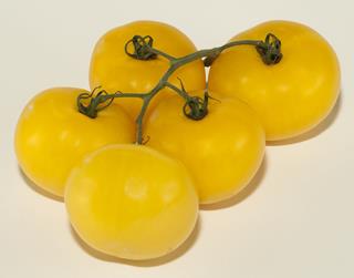 Tomat kvist gul