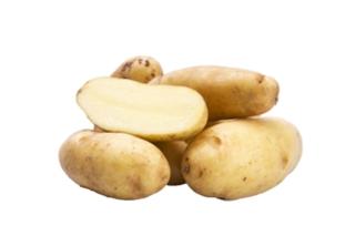 Potatis Ratte Tvättad