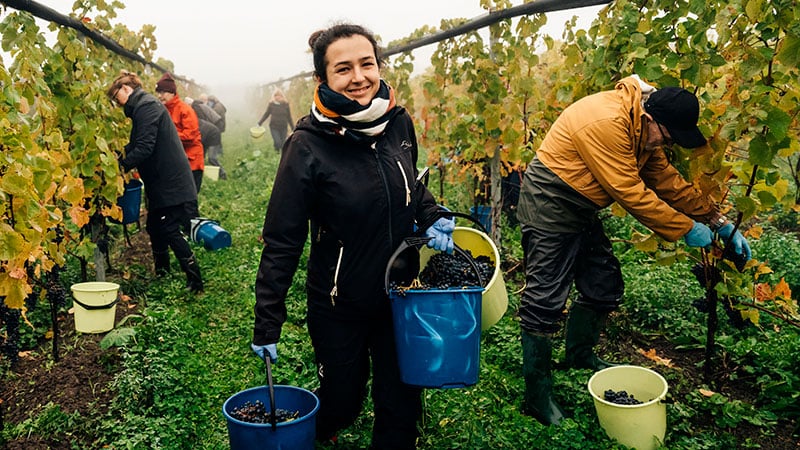 Svenskt vin i världsklass från Kullabergs Vingård