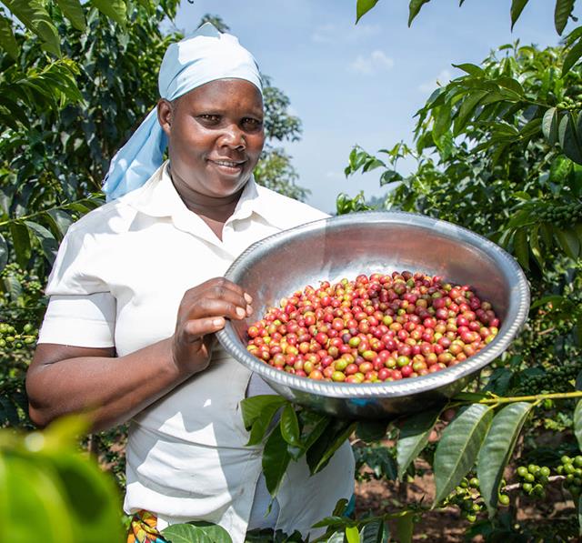 Caroline Rono, kaffeodlare Kenya. Foto: Nyokabi Kahura