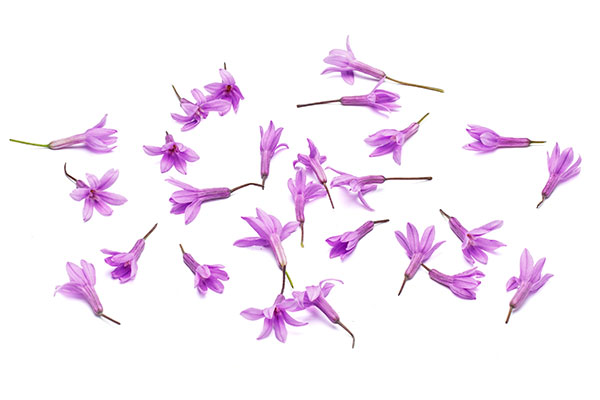 Vitlöksblomma.