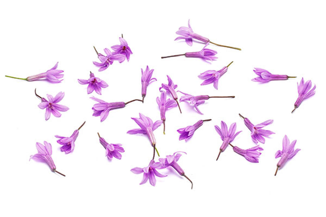 Vitlöksblomma.