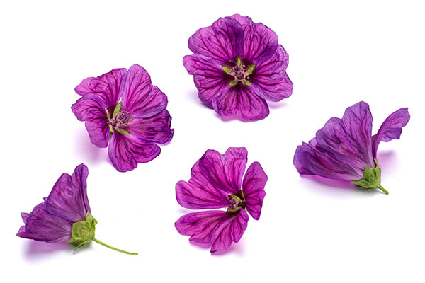 Ätbara blommor, röd malva.