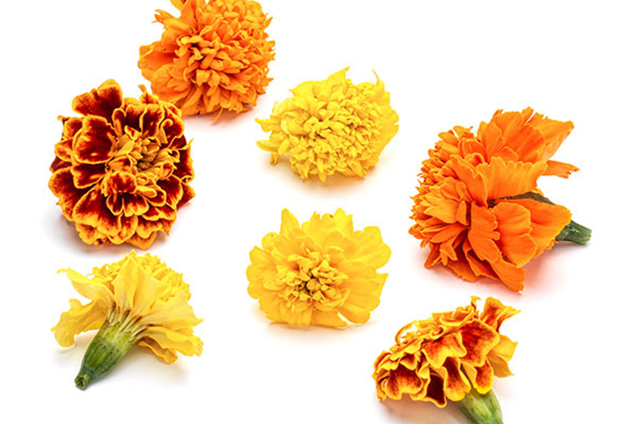 Tagetes.
