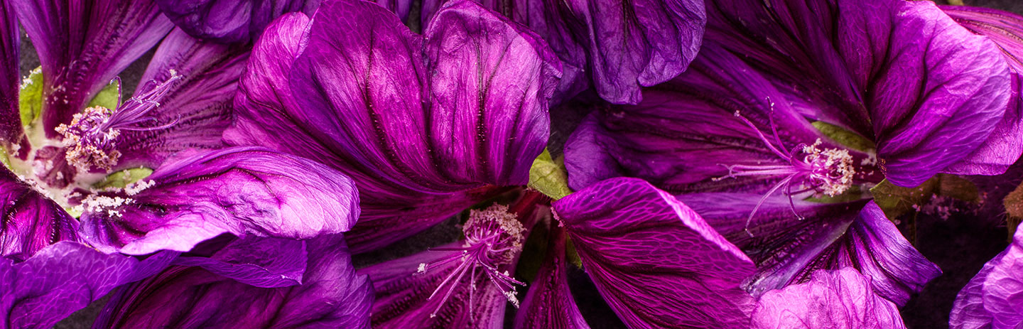 7 ätbara blommor som ger wow-effekt på menyn