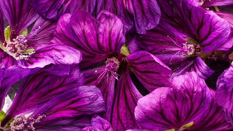 Ätbara blommor som ger wow-effekt