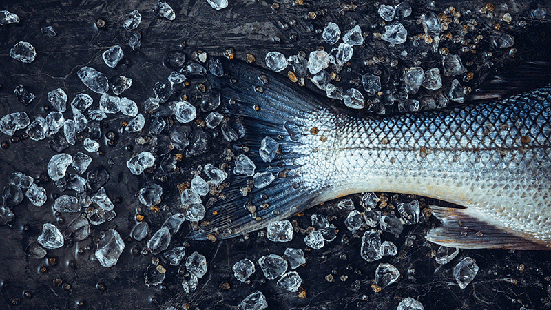 Guide: Miljömärkning fisk och skaldjur