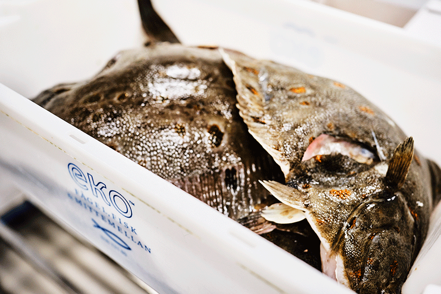 Guide kring miljömärkning av fisk och skaldjur.