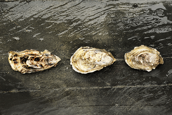 Ostron, västkusten.