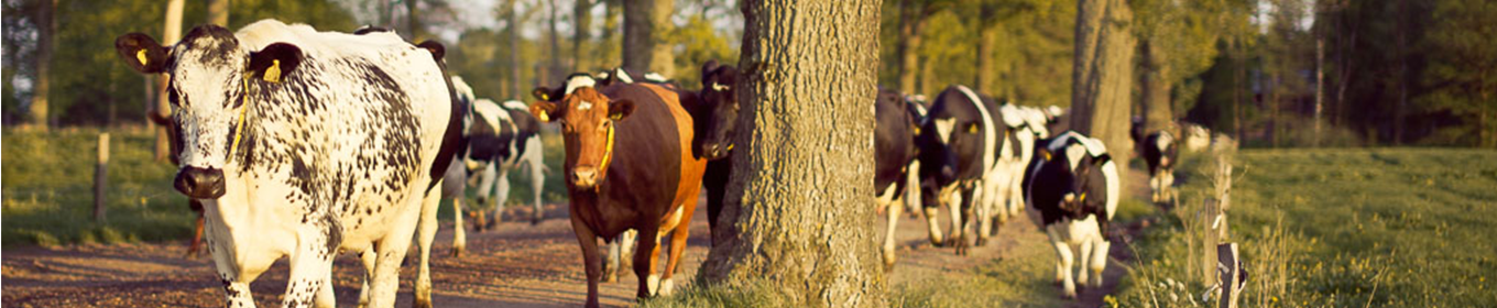 Här görs Sveriges äldsta ost