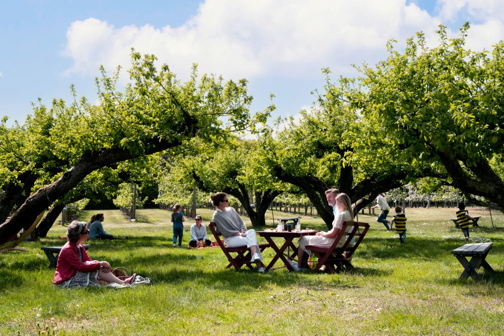 Fika i äppelträdgård