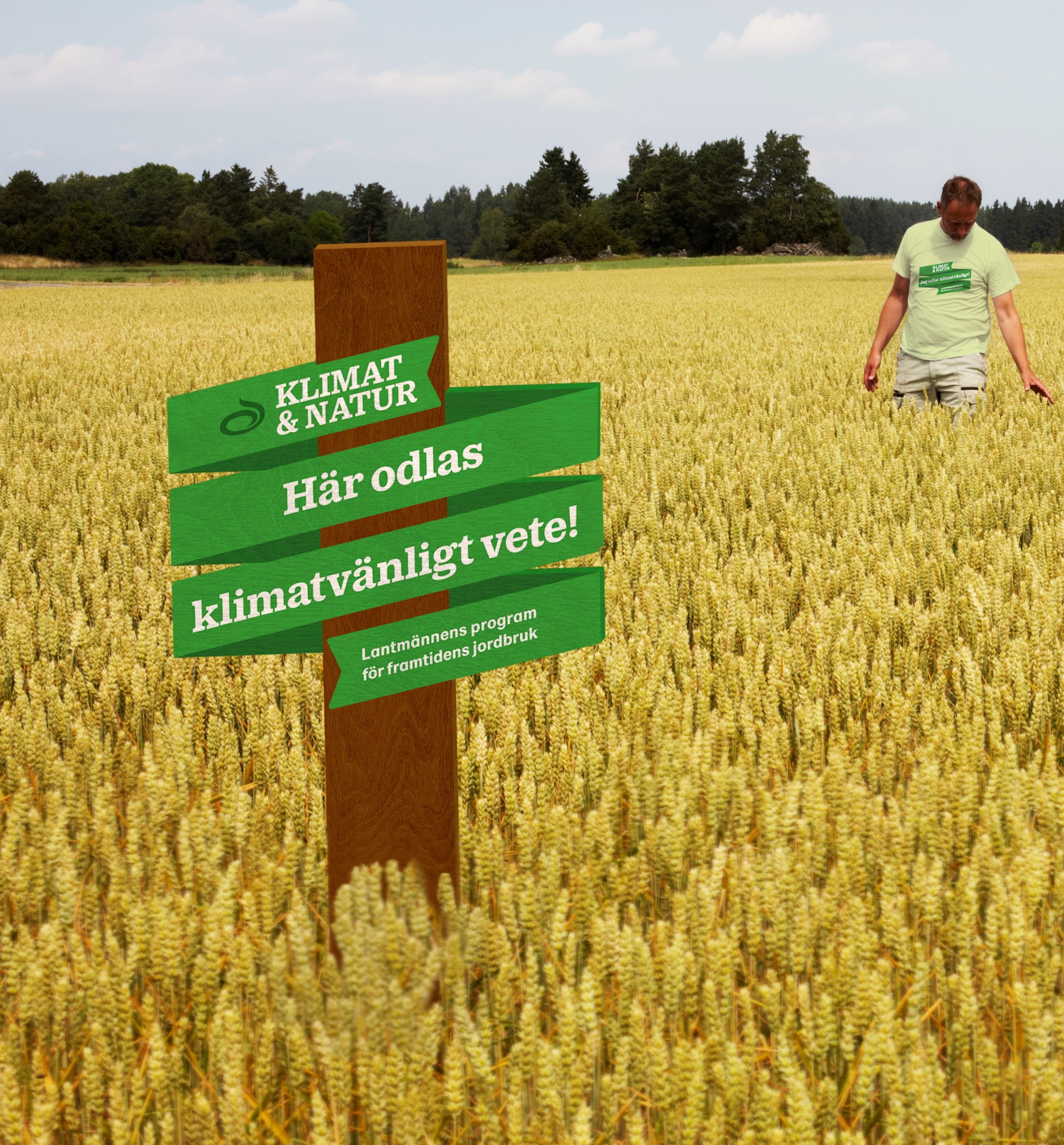 vetefält